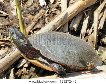 Turtle on the bank of Oakbank Pond in Thornhill Canada