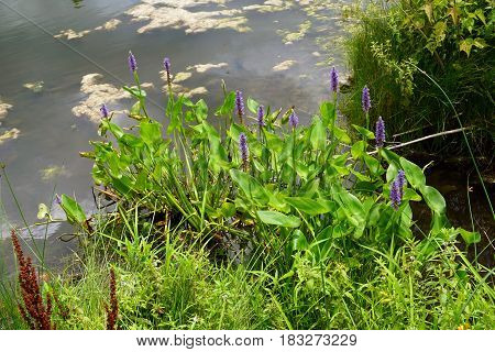Pickerel weed (Pontederia cordata) blooms in a small, artificial lake in Joliet, Illinois during July.