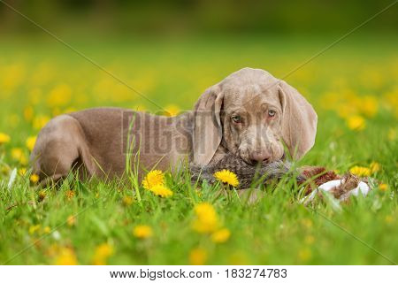 Cute Weimaraner Puppy Playing With A Plushie