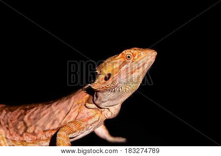 A Red Italian Leatherback Bearded Dragon with Orange and Red Markings