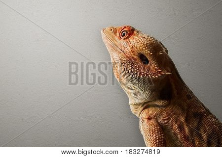 A Red Italian Leatherback Bearded Dragon With Orange and Red Markings