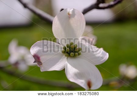 Single dogwood flower on a sunny day