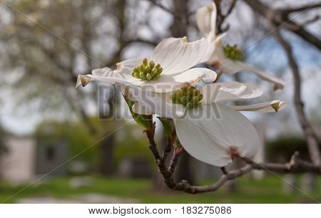 Group of dogwood flowers in the sun