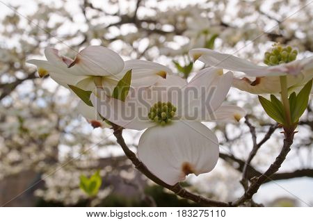 Looking up at pretty white dogwood flowers