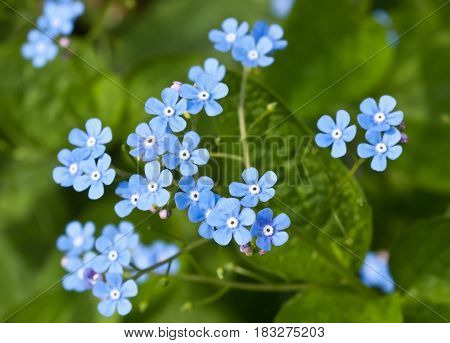 Small pretty blue flowers with green leaves in the background