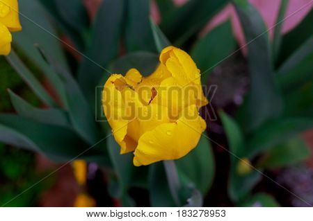Tulip. Beautiful Bouquet Of Tulips. Colorful Tulips. Tulips