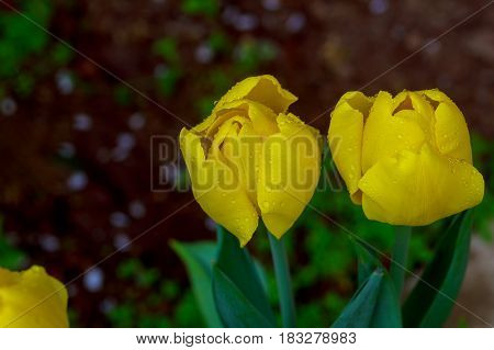 Colorful Tulip Flower, Tulip Flower And Green Leaves Background With Sunlight.