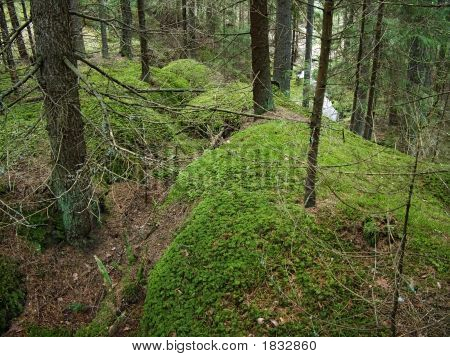 Tanne Wald