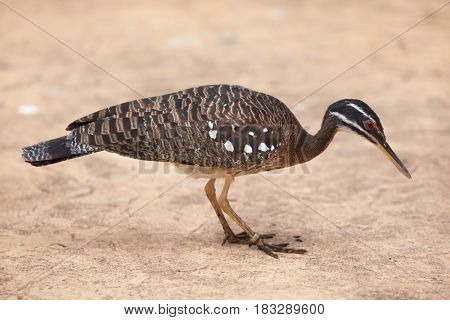 Sunbittern (Eurypyga helias). Wildlife animal. 