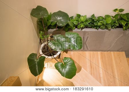 Green Plant In Minimal Room Style stock photo