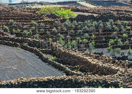 Famous Vineyards Of La Geria On Volcanic Soil, Lanzarote Island, Spain