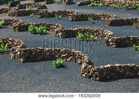 Famous Vineyards Of La Geria On Volcanic Soil, Lanzarote Island, Spain