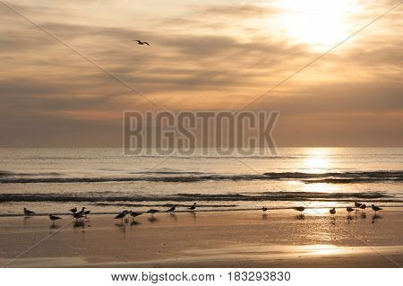 Birds gathering by the beach at sunrise.