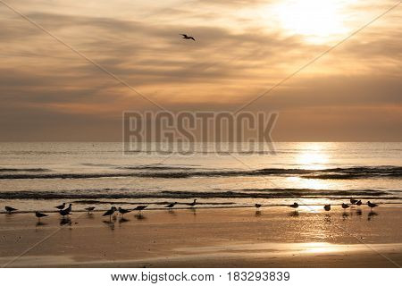 Birds gathering by the beach at sunrise.