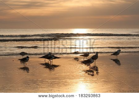 Birds gathering by the beach at sunrise.