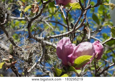 Blooming tree at Historic Thomas Center in Gainsville, FL.