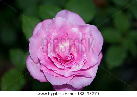 Pink rose blooming at Washington Oaks State Park