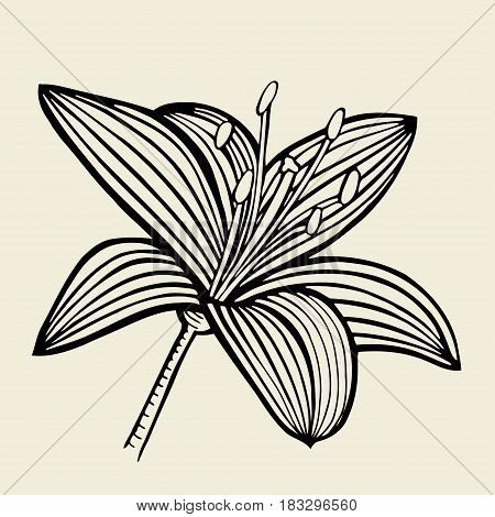 Hand drawn Lily flower, Vector illustration isolated on beige background