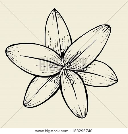 Hand drawn Lily flower, Vector illustration isolated on beige background