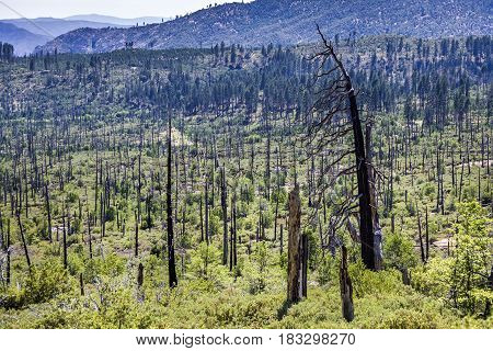 Burned Down Forest In The Yosemite National Park