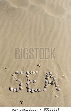 Sea shells on sand. Summer beach background. Top view.