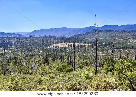 Burned Down Forest In Yosemite National Park