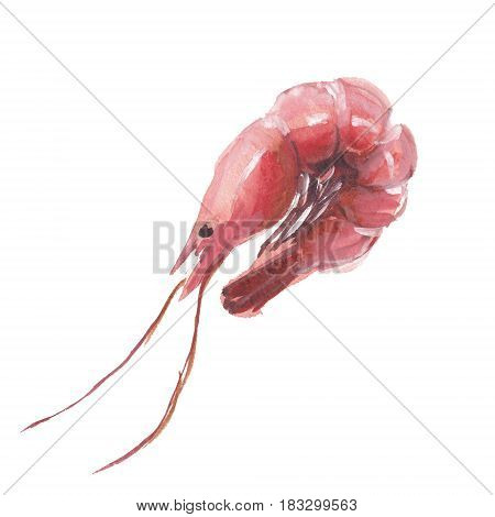 The red shrimp isolated on white background watercolor illustration in hand-drawn style.