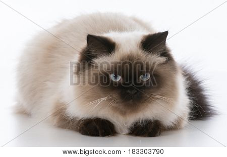 male ragdoll cat laying down on white background