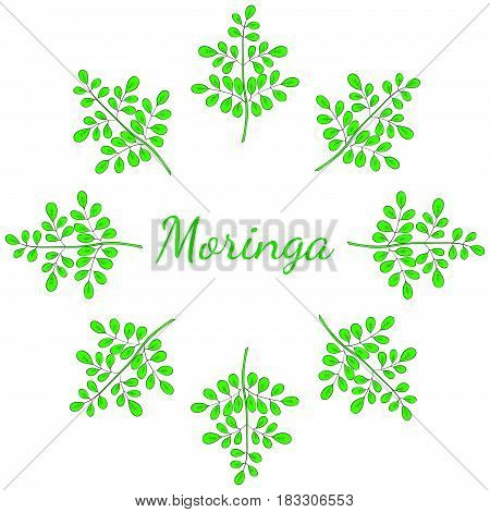 Moringa oleifera medicinal plant. Hand drawn botanical sketch illustration frame. Template banner in color.