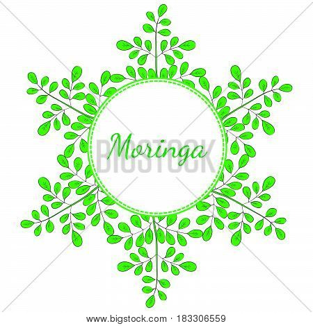 Moringa oleifera medicinal plant. Hand drawn botanical sketch illustration frame. Template banner in color.