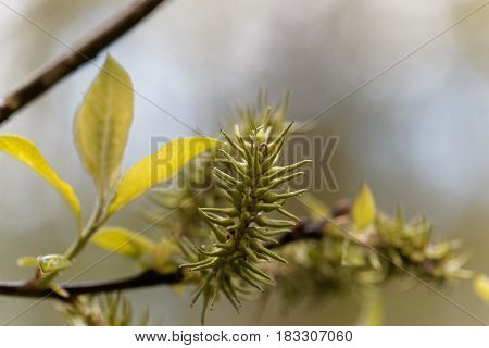 Macro photo of grey willow buds (Salix cinerea)
