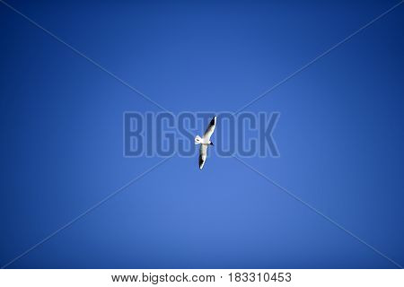 Mediterranean gull flying on the blue sky.