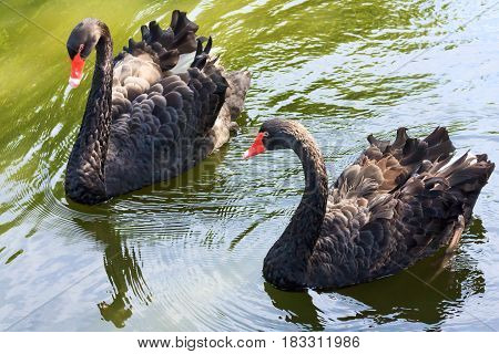 Two black swans on the water surface
