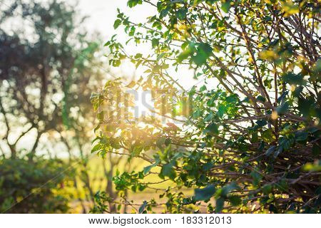 Fresh green leaves on nature framing the sun in the middle and forming rays of light.