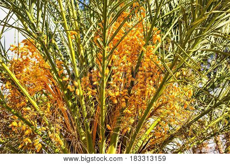 Date Palm laden with dates. Ripe dates on the palm tree