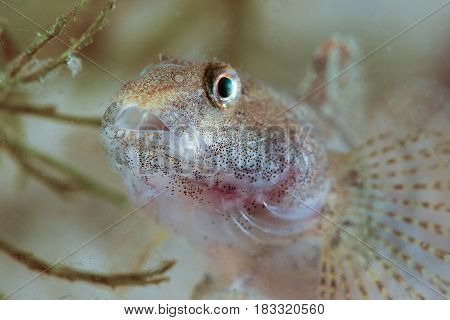 Portrait of Round goby Neogobius melanostomus fresh water fish