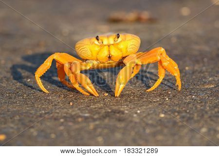Yellow Migrating crab Cuba Gecarcinus ruricola on the road