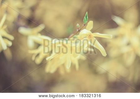 Yellow inflorescence of flowers on a yellow background