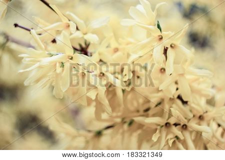 Flower of vanilla on a yellow background
