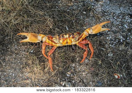 Yellow Migrating crab Cuba Gecarcinus ruricola in Cuba