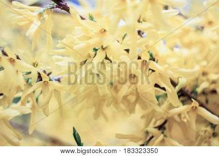 Tender yellow flowers on a yellow background