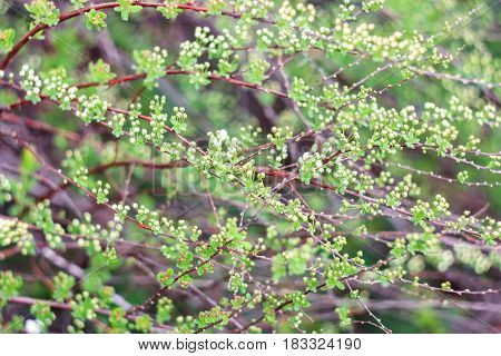Green bush and small flowers on a green background