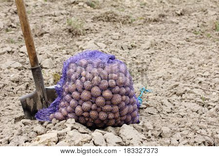 Shovel and large mesh bag with potatoes on the background of plowed field / best grade for future harvest