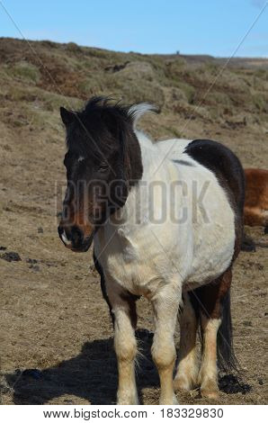 Paint Icelandic horse on Snaefellsnes pennisula in Iceland.