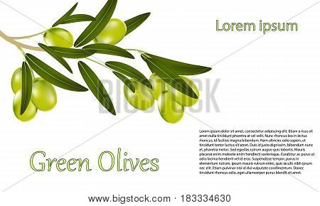 Card greeting card or label with a branch of green olives and leaves on a white background. Vector illustration of a realistic olive.