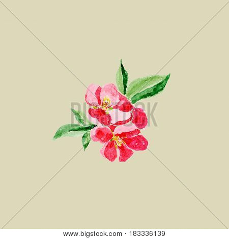 Japanese style. Botanical watercolor illustration of Red quince flower in blossom isolated on olive background 