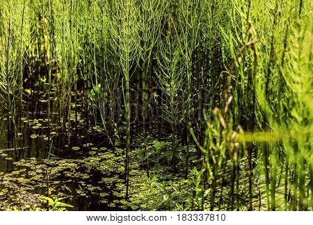 Marsh horsetail green at summer light rays