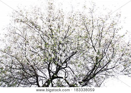 A tree of white magnolia on a white background