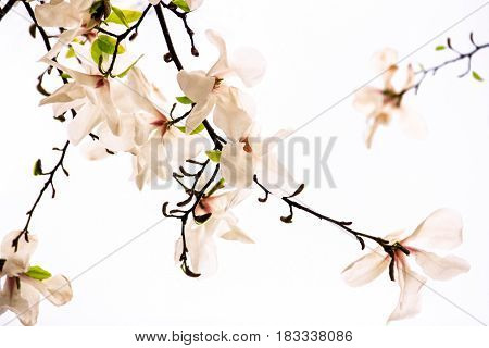 Flowers of pink magnolia on a white background