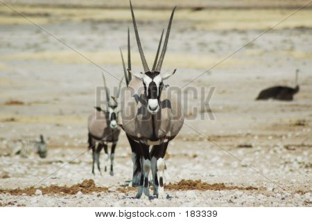 Přímorožec v Etosha #3